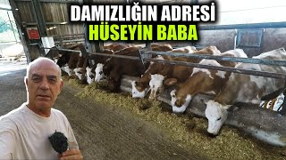 Hüseyin Baba Çiftliğinin Kaliteli Hayvanları  Hayvanlara Gözü Gibi Bakıyorlar [upl. by Enelie]