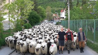 POSLJEDNJI NOMADI IZ BOSNE ELDIN I NJEGOVIH 1200 OVACA PUTUJU VEĆ DANIMA [upl. by Aneeras]