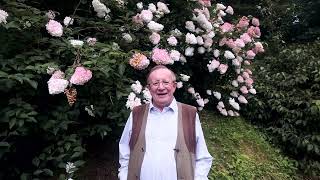 7 varieties of Hydrangea paniculata in flower [upl. by Reinert]