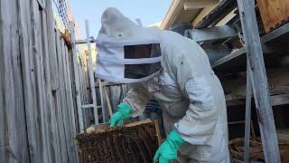 Bee removal from thin breeding box 5 5 24 [upl. by Grimaldi]