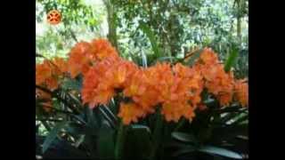 კლივია clivia miniata [upl. by Oruam807]