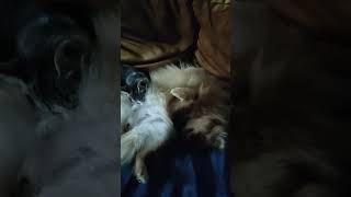 Vanille qui téte Tora cutecat cute cutedogs pomeranien spitzdog pom babycatscuteandfunny [upl. by Aihsatal]