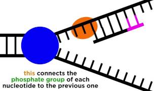 DNA Replication Copying the Molecule of Life [upl. by Sinnel]