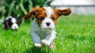 Creating Harmony Between a Cavalier King Charles Spaniel and Other Pets [upl. by Fari]