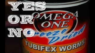 Feeding freeze dried Tubifex worms Yes or No [upl. by Otrebile714]