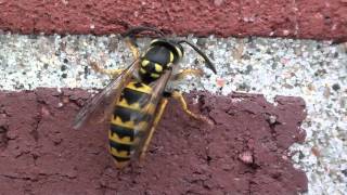 German Yellowjacket Vespidae Vespula germanica Grooming [upl. by Namien]