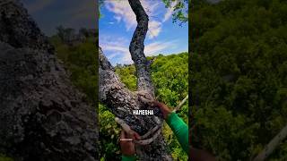 Amazing Technique Of Cutting Trees 🤯😱 shorts [upl. by Aniluj]