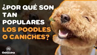 POODLE O CANICHE 9 COSAS que debes saber [upl. by Maynard]