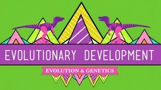 Evolutionary Development Chicken Teeth  Crash Course Biology 17 [upl. by Yrailih815]