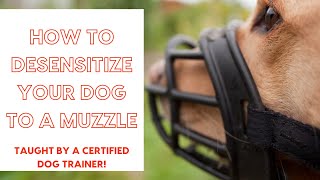 How to Desensitize Your Dog to a Muzzle  Instructions From a Certified Dog Trainer [upl. by Idden]