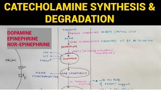 Autonomic Pharmacology  12  Catecholamines Synthesis amp Degradation  EOMS [upl. by Goober]