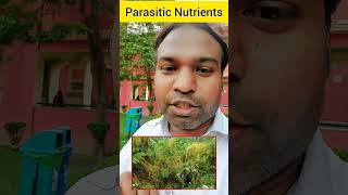 Parasitic Plants Cuscuta Plant 🪴 Life Process NCERT [upl. by Atterol68]