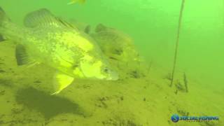 Underwater footage of Golden Perch in Blowering [upl. by Nemrak]