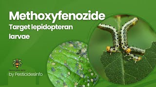 Methoxyfenozide Insecticide Mode of Action formulation Uses and Benefits for Pest Control [upl. by Adnah511]