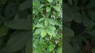 September Late Summer Chocolate Vines Akebias in Northeastern Zone 67 [upl. by Frisse]