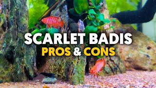 Scarlet Badis 🐟 The Nano Fish You Never Knew You Needed [upl. by Aihsein]