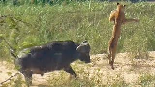 Buffalo Launches Lion into Air to Save Lizard [upl. by Ahon]