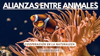 ALIANZAS ENTRE ANIMALES 9 ejemplos de cooperación en la naturaleza [upl. by Atival996]