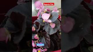 बेगोनिया फूल  Begonia flowers in winter balconygardening floweringplant flowervarieties [upl. by Thgiwed]