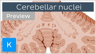 Cerebellar nuclei anatomy and functions preview  Human Neuroanatomy  Kenhub [upl. by Laemaj592]