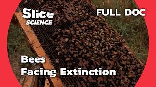 Bees on the Edge Uncovering the Extinction Crisis  SLICE SCIENCE  FULL DOC [upl. by Francklin]