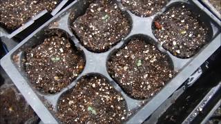 How To Germinate Strawberry Seeds In Wet Paper Towel Method Transplant Strawberry Seedlings Seedli [upl. by Annaoj]