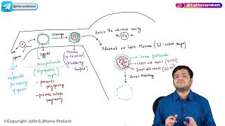 9 First Week of Development Embryology [upl. by Nuriel]