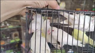 Albino red eye Decino Cremino lovebirds [upl. by Ynnig]