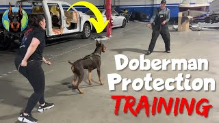 Doberman Protection Training—Pros and Cons [upl. by Eltsyek814]