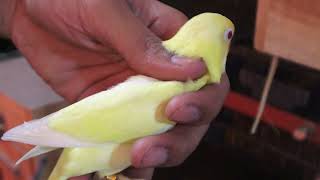 Decino Creamino Albino Lovebirds  Pale Fallow Fischeri Breeding Progress [upl. by Eyssej]