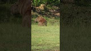 Gavião Pinhé pousando sobre capivara para retirar parasitasnatureza passaros faunabirdsaves [upl. by Aneen]