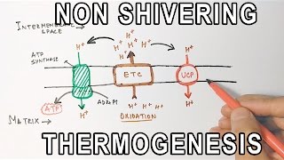 Mechanism of NonShivering Thermogenesis [upl. by Giarg]