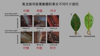 吴论如何 119黄龙病是病原菌诱发的免疫疾病并可使用抗氧化物质和赤霉酸进行缓解 [upl. by Notxarb]