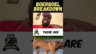 What a 6Week Puppy Snapshot Reveals About Adulthood boerboels [upl. by Enohpesrep]