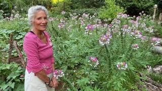 Cleome cleome cleome a fabulous meadow [upl. by Ainez950]