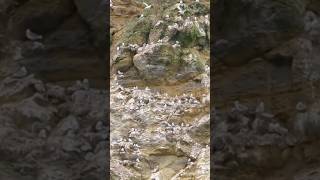 Kittiwakes nesting on the cliffs birds birdswatching nature [upl. by Stark640]