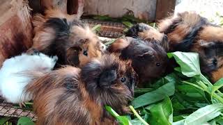 Ternak Marmut Abyssinian  guinea pig [upl. by Remo570]