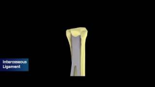 Equine Distal Forelimb Tendons and Ligaments [upl. by Netsoj]