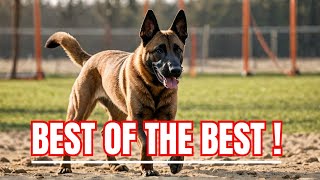 Are Belgian Malinois the Easiest Dogs to Train  Dog Training  Malinois  German Shepherd [upl. by Adriano]