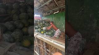 How does this guy catch watermelons shortsvideo [upl. by Yorle554]