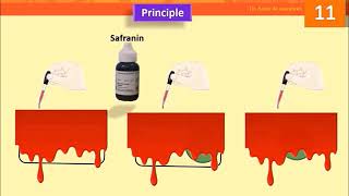 Spore Stain Schaeffer–Fulton Method Lab 11 [upl. by Yort]