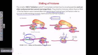 ATP dependent chromatin remodelling [upl. by Archibald]