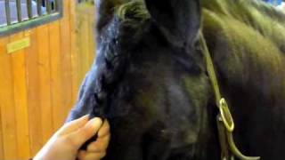 HORSESFunEducational Braid Forelock [upl. by Madaih]