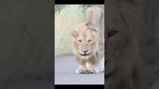 Lion finds newborn honey badger in KNP krugernationalpark lion [upl. by Ntsuj]