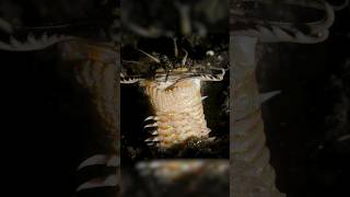 Bobbit Worm AMBUSH [upl. by Faucher]