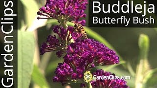 Butterfly Bush  Buddleia  Buddleja  Growing tips for Buddleja davidii [upl. by Allekim]