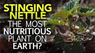 Stinging Nettle — The Most Nutritious Plant On Earth [upl. by Yhtomit]