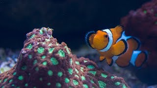 Feeding the Live Coral Tank [upl. by Corie]