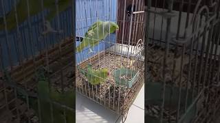 Parrots  talking parrots 🦜 🐦parrotvoice parrotsounds parrotnoises feed feedshorts birdsounds [upl. by Sager264]