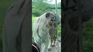 Zoo animalshorts animalsvideo tiger youtubeshorts trending videoshort kidssong zooyoutubers [upl. by Ringe]